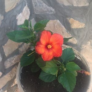 Meet your Posher, Frank